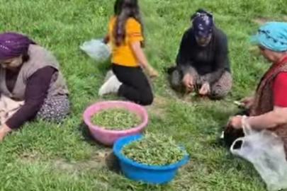 •	Tokat’ta Madımak Sezonu Açıldı